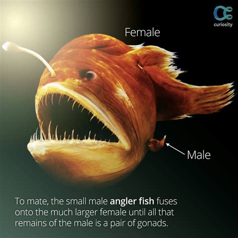 Male Angler Fish