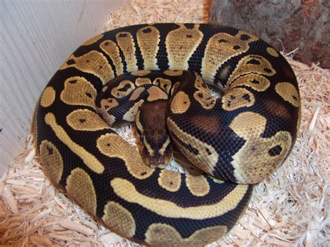 Male Ball Python Identify