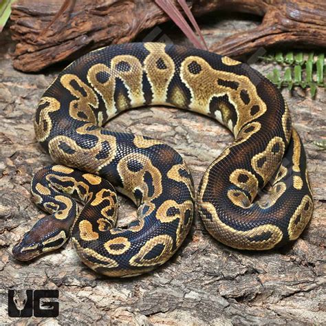 Male Ball Python Sale