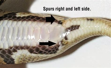 Male Ball Python Spurs