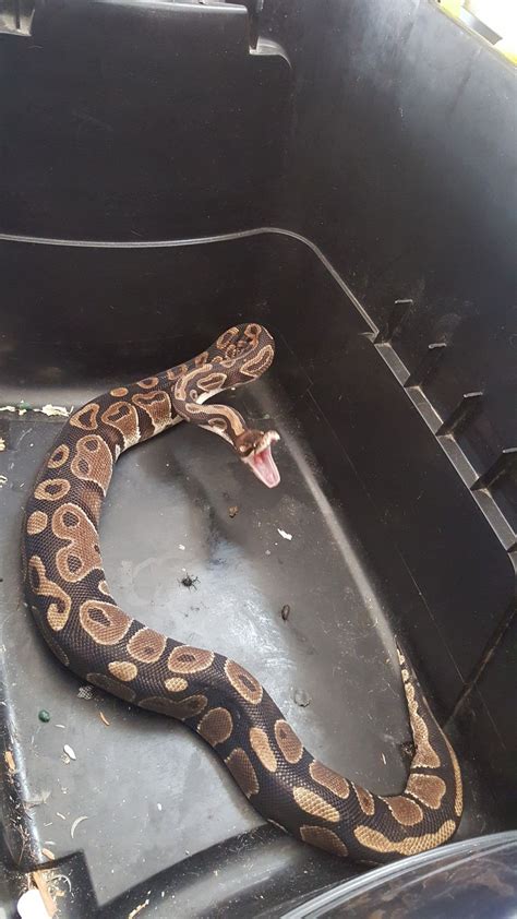 Male Ball Python Tail Wagging