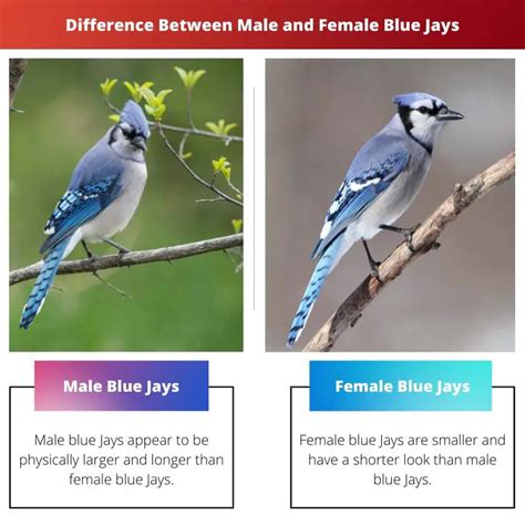 male blue jay vs female