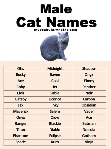 Male Cat Names with Meaning