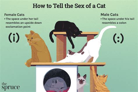 male cats unique traits