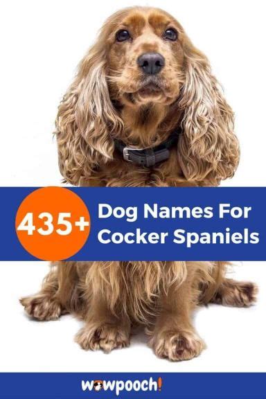 male dog names for cocker spaniels