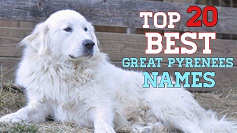 Male Dog Names for Great Pyrenees