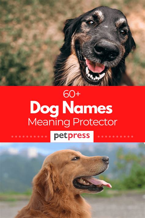 male dog names with meaning protector