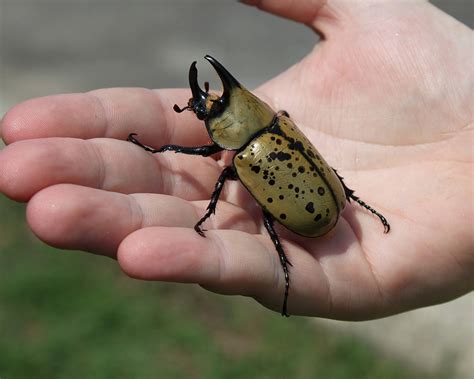 male eastern hercules beetle