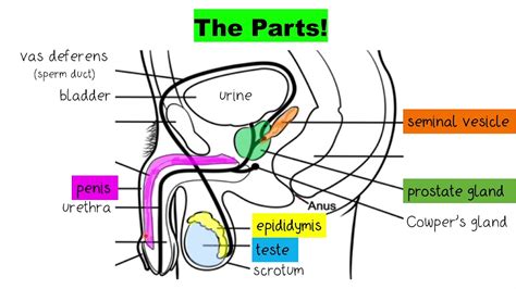 male reproductive system drawing