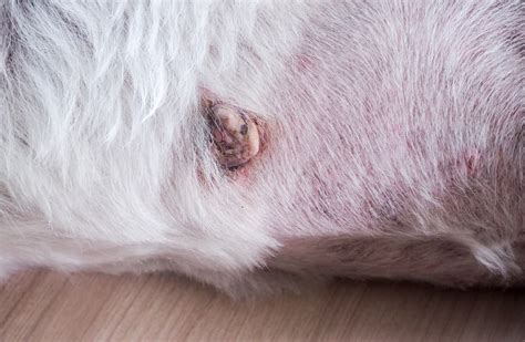 malignant skin tumors in dogs