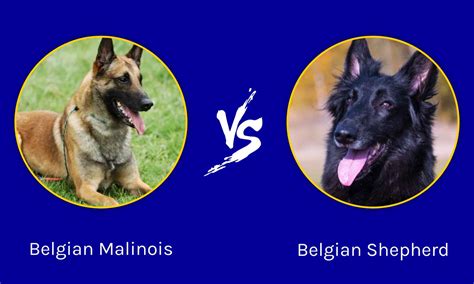 malinois vs belgian shepherd