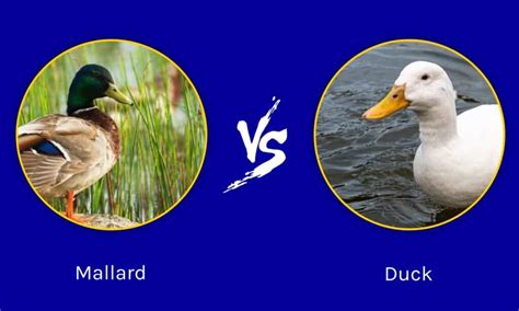 Discover 8 Insights mallard vs duck key differences for bird lovers