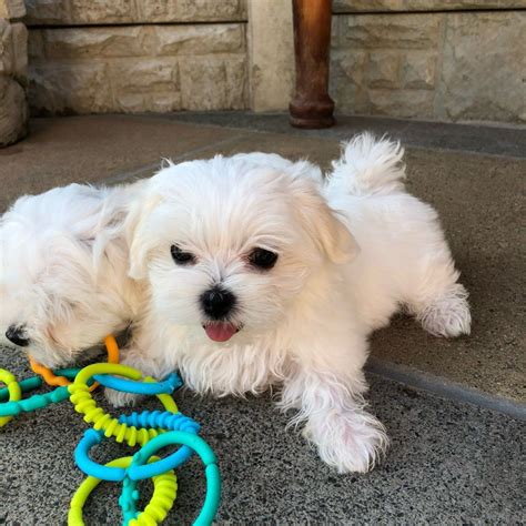maltese dog for adoption near me free