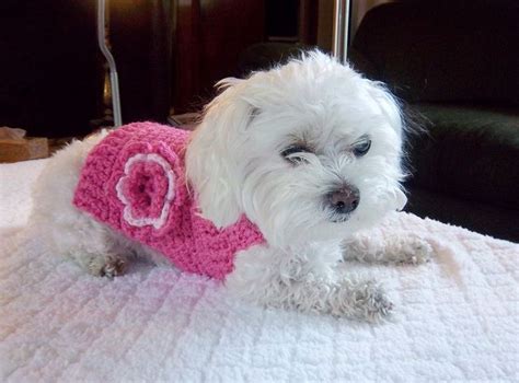 Maltese Dog Sweater Pattern