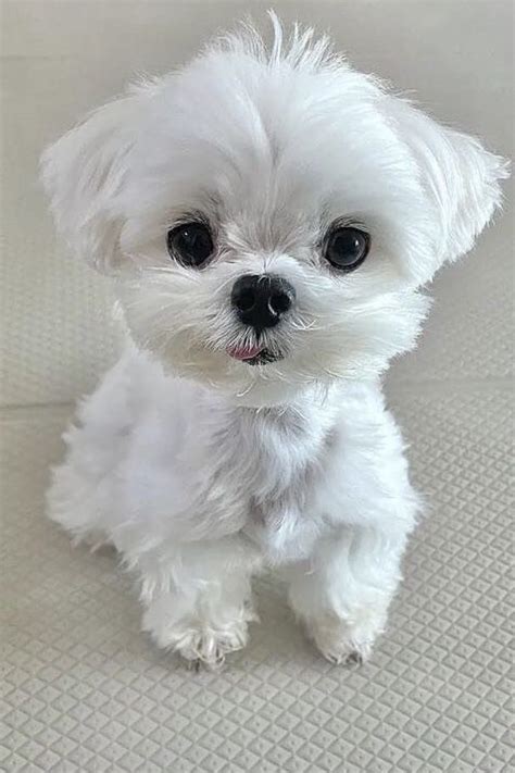 maltese mini dog