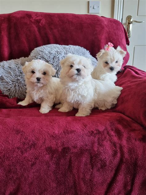 maltese puppies for sale on ebay classifieds