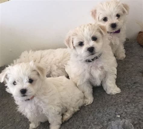 maltese puppies in los angeles for sale