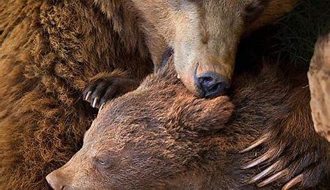 1000+ images about Mama bear on Pinterest | Triplets, Baby cubs and