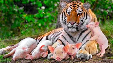 mama tiger with baby piglets