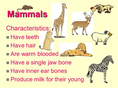 mammal meaning in marathi