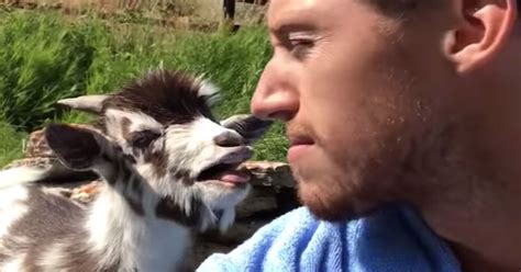 man argues with goat