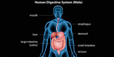 Man Digestive System Images