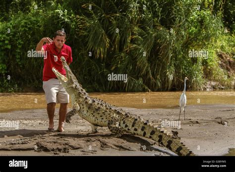 man eaten by alligator in costa rica
