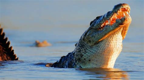 man eating nile crocodile