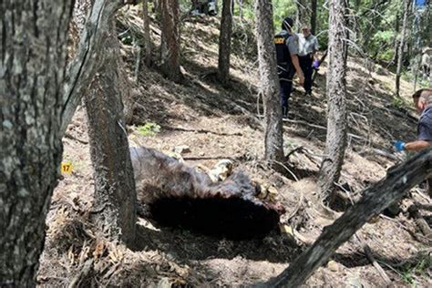 man killed by bear in arizona