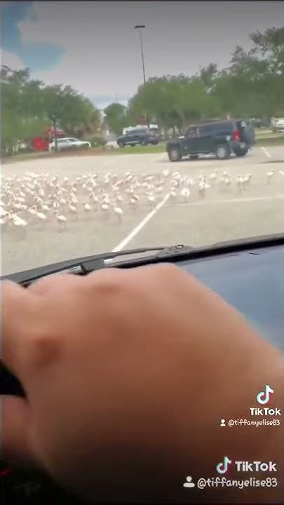 Man Throws Bird At Funeral
