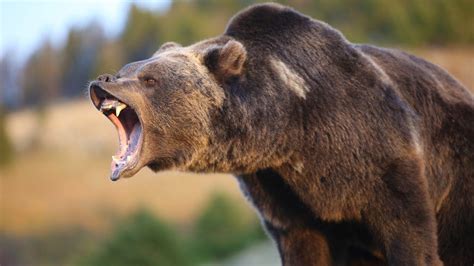 man vs grizzly bear