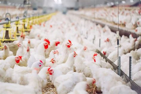management of poultry farming
