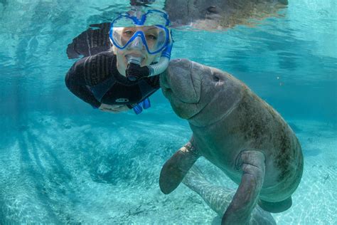 manatee tour rules