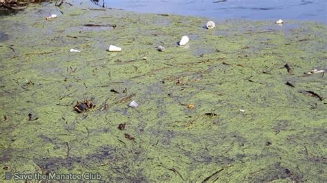 manatee trash