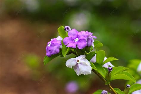 Mandarin Duck Jasmine