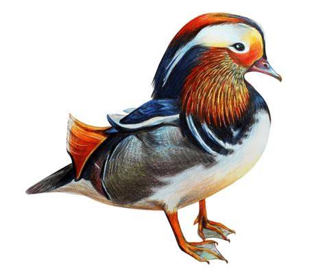 mandarin duck illustration print by charlotte duffy design & illustration