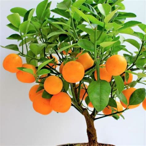 mandarin orange trees for sale near me