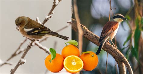 Mandarin Oranges For Birds