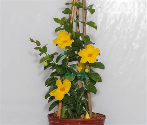 Mandevilla Trellis Yellow