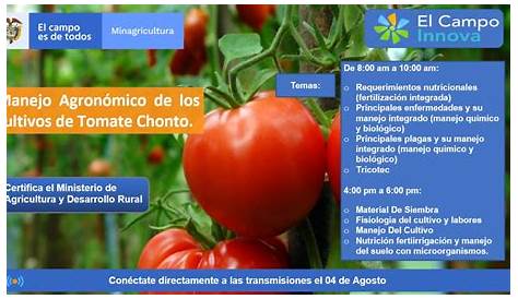 Manejo Agronomico Del Cultivo de Tomate | PDF | Hoja | Calcio