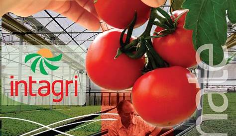 Manejo sostenible del_cultivo_del_tomate