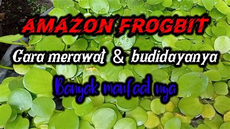 Amazon Frogbit Limnobium Laevigatum Aquatic Pond and Fish Etsy