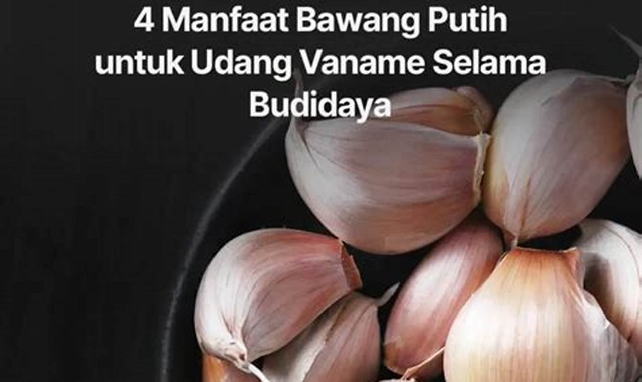 manfaat bawang putih untuk udang vaname