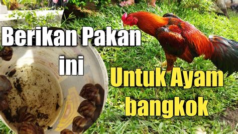 Manfaat Bekicot Buat Ayam Aduan