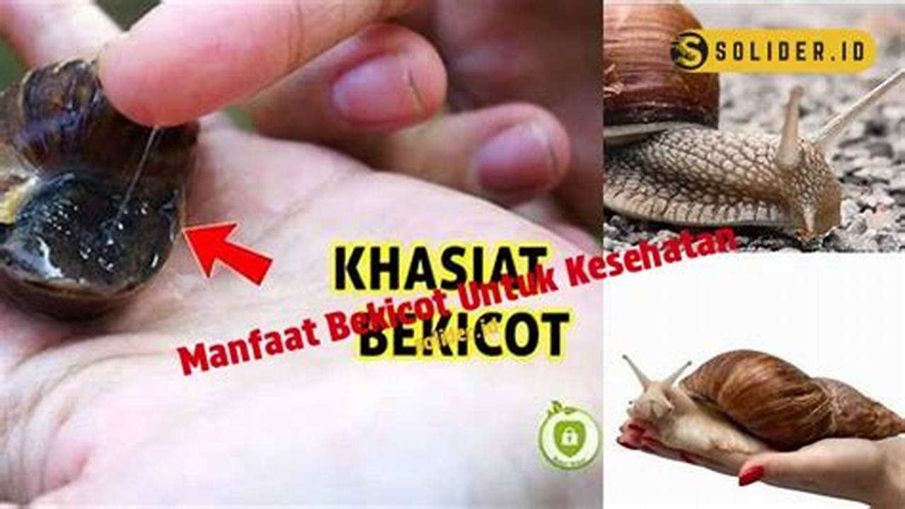 Temukan Manfaat Bekicot untuk Kesehatan yang Jarang Diketahui