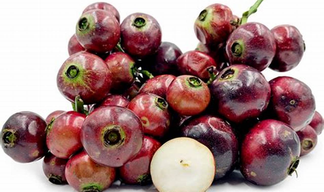 manfaat buah gowok untuk kesehatan