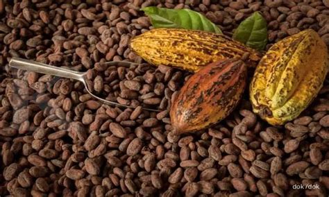 Manfaat Luar Biasa Buah Kakao yang Jarang Diketahui