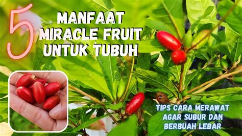 Manfaat Miracle Fruit, Buah Ajaib yang Bisa menjadi pemanis Kesehatan
