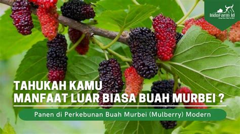 Manfaat Buah Mulberry