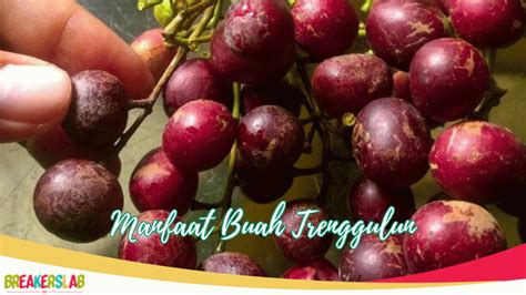 Manfaat Luar Biasa Buah Trenggulun, Anda Harus Tahu!